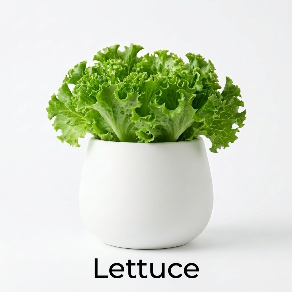 Lettuce