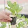 Agri Tower Professional 5cm Hydroponic Net Cup for Vertical Systems.