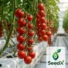 SeedX Cherry Tomato Strillo F1 Hybrid Seeds growing on a vine in a greenhouse