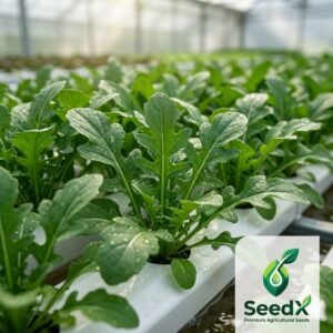 SeedX Arugula Coltivata Seeds - Fresh green arugula leaves growing in a hydroponic farm