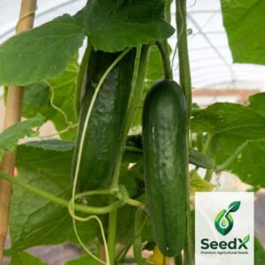 SeedX Cucumber Rambo F1 Hybrid Seeds - Fresh dark green cucumbers hanging on vine in hydroponic greenhouse
