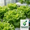 SeedX French Batavia Silonis Lettuce Seeds