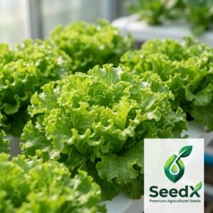 SeedX French Batavia Silonis Lettuce Seeds