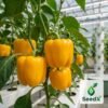 SeedX Yellow Bell Pepper Seeds - Smile F1 Hybrid growing in hydroponic greenhouse